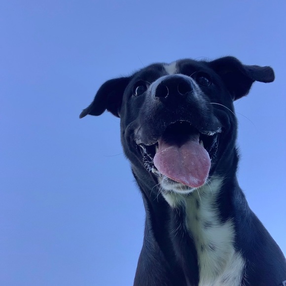 Meet your Posher, Shannon - Picture 3 of 3